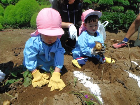 じゃがいも掘り🥔