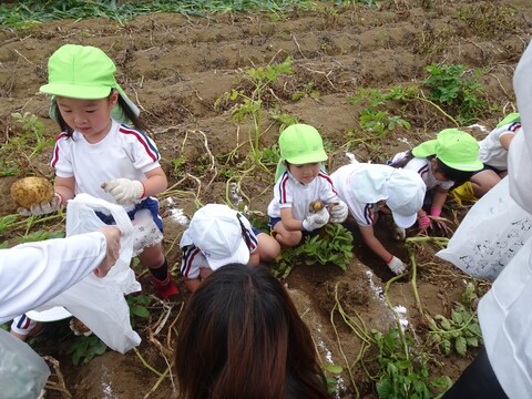 いろいろな大きさのじゃがいも✨