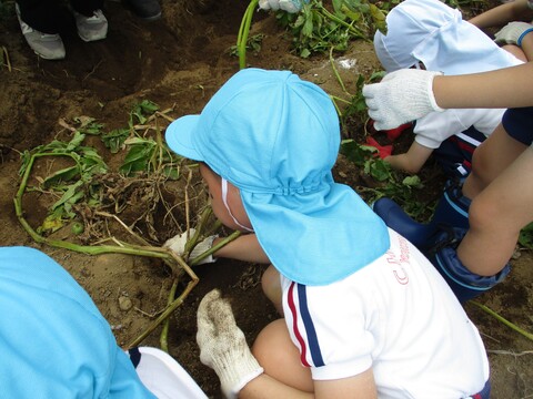 つるの下に沢山隠れていたね！
