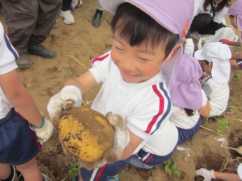 大きいじゃがいもも掘れたね🥔