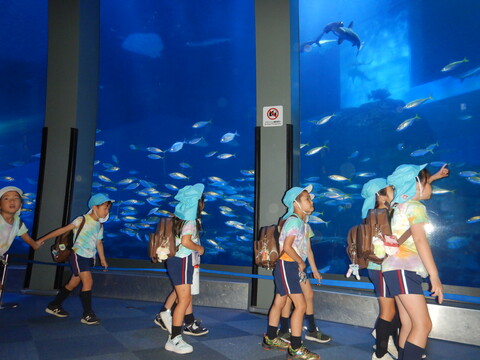 大きな水槽では、テレビで見たことのあるお魚等たくさんのお魚がいました🐟