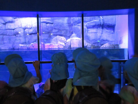 白クマもいました！