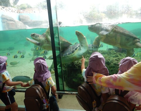 ウミガメが近くに来てくれました💕