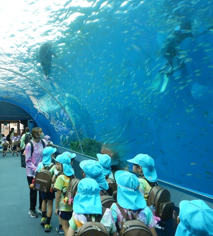 ドルフィンファンタジーではイルカが泳いでいました！