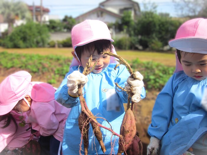 満３歳児クラスも保護者の方と一緒に大きなお芋をほりました☆(さつまいもほり)
