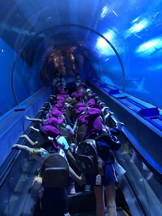 みんなで水槽のトンネルを通りました☆（年長思い出遠足：八景島シーパラダイス）