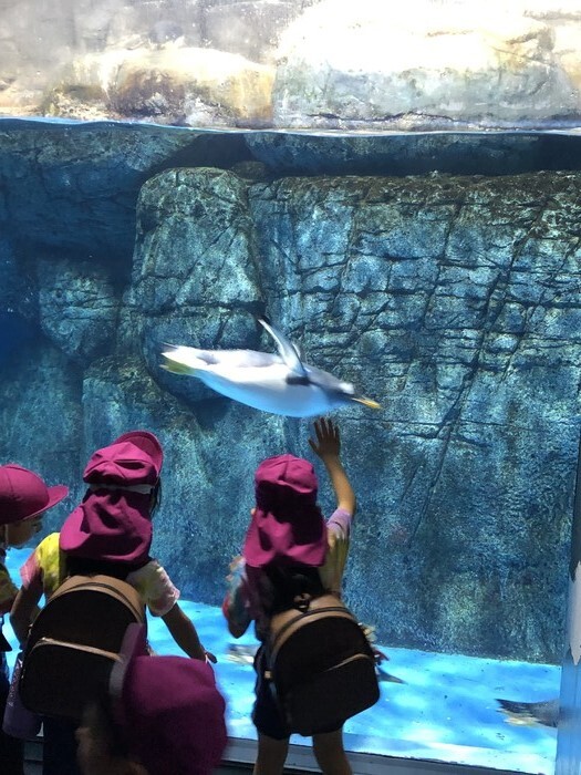 目の前に可愛いペンギンさん！！（思い出遠足：八景島シーパラダイス）