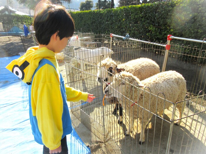 羊さんにエサをあげたよ！（移動動物園）